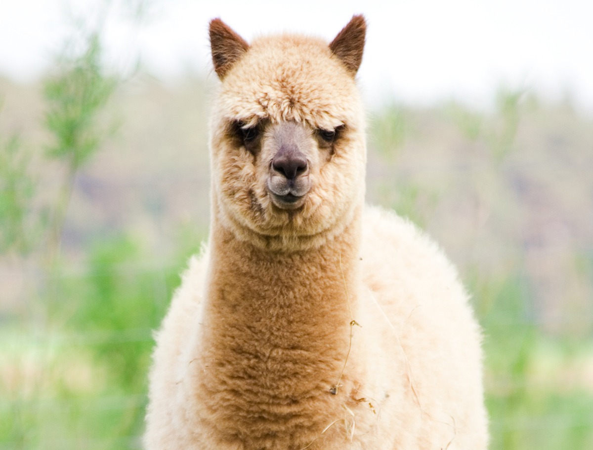 huacaya alpaca fur